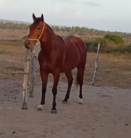 Cavalo de esteira - Cavalos e acessórios - Boca da Mata 1256655255