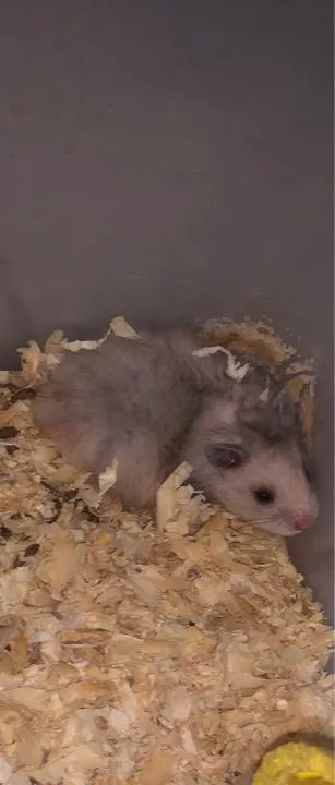 Hamster sírio  - Foto 5