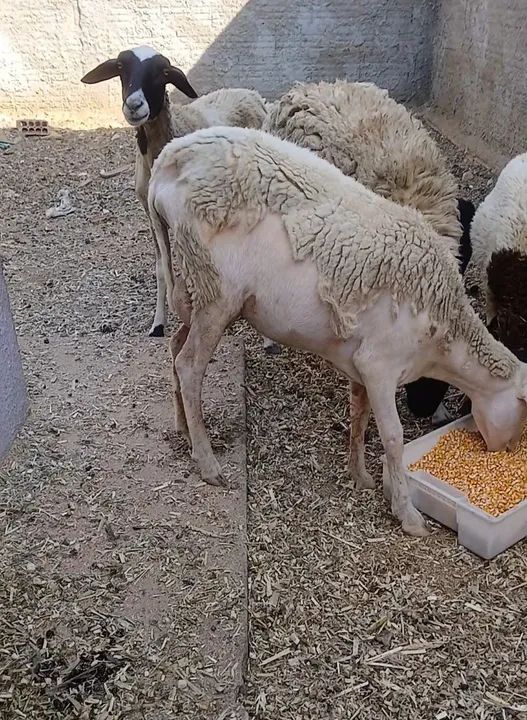 Lote Ovinos - Foto 2