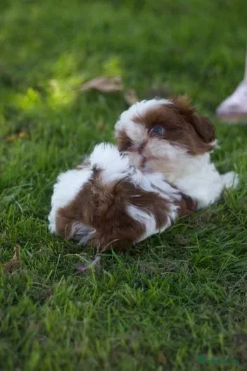 Shih Tzu lindos macho e fêmea disponíveis 
