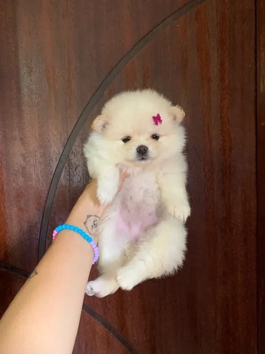 Filhote de Spitz Alemão - fêmea  - Foto 3