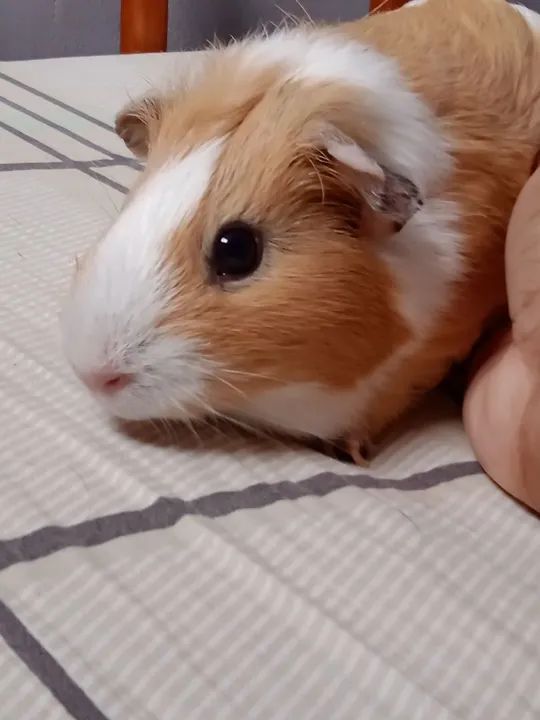 Vendo porquinha da Índia fêmea 