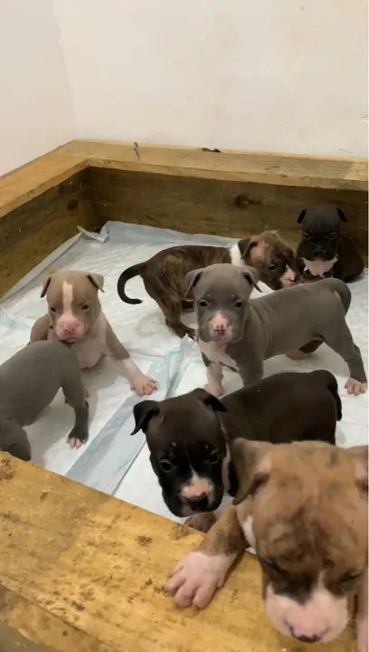 AMERICAN BULLY Filhotes com PEDIGREE CBKC ou ABBR, MICROCHIP, VACINADOS E VERMIFUGADOS  - Foto 3