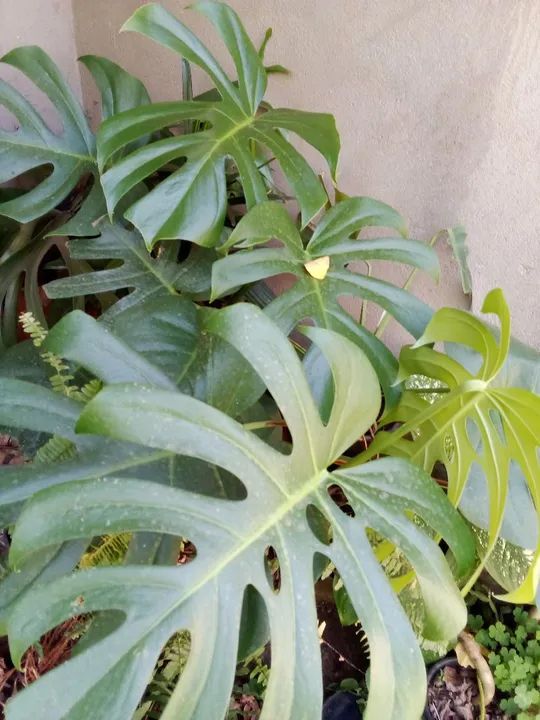 Samambaia natural  - Foto 2