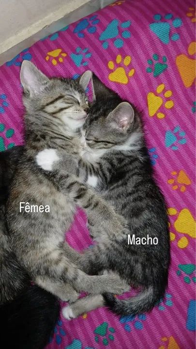 Doa se gatos  - Foto 2