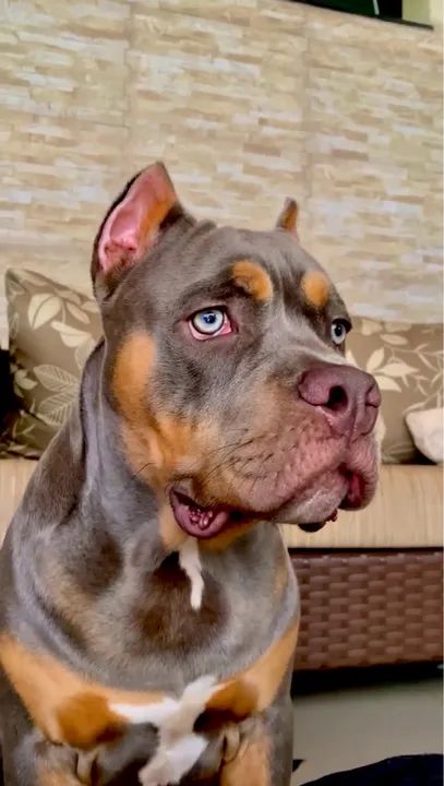 AMERICAN BULLY Filhotes com PEDIGREE CBKC ou ABBR, MICROCHIP, VACINADOS E VERMIFUGADOS  - Foto 5