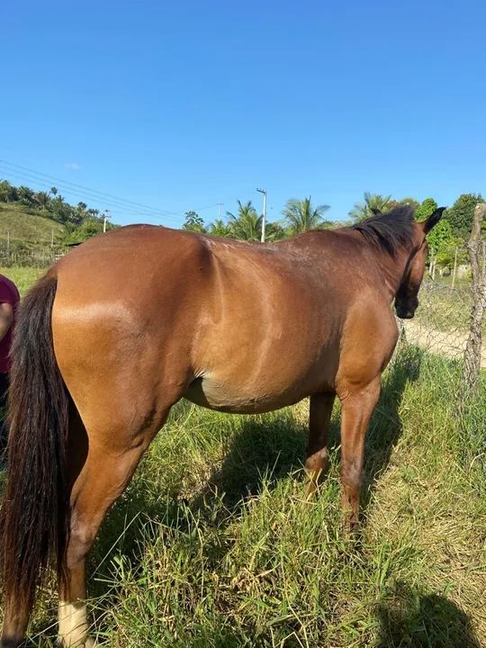Égua quarto de milha - mansa  - Foto 3