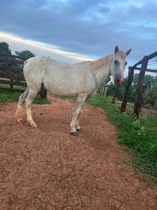Cavalo Mangalarga com um pouco de quarto de milha - Foto 5