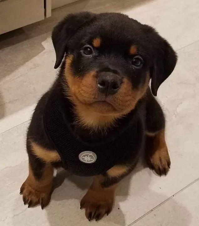 Rottweiler Criativo