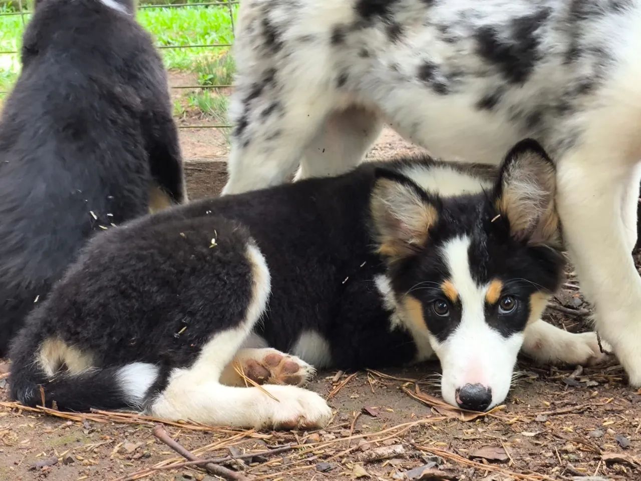 ÚLTIMO!!BORDER COLLIE 20% OFF!!!COM PROCEDÊNCIA!!! - Foto 3