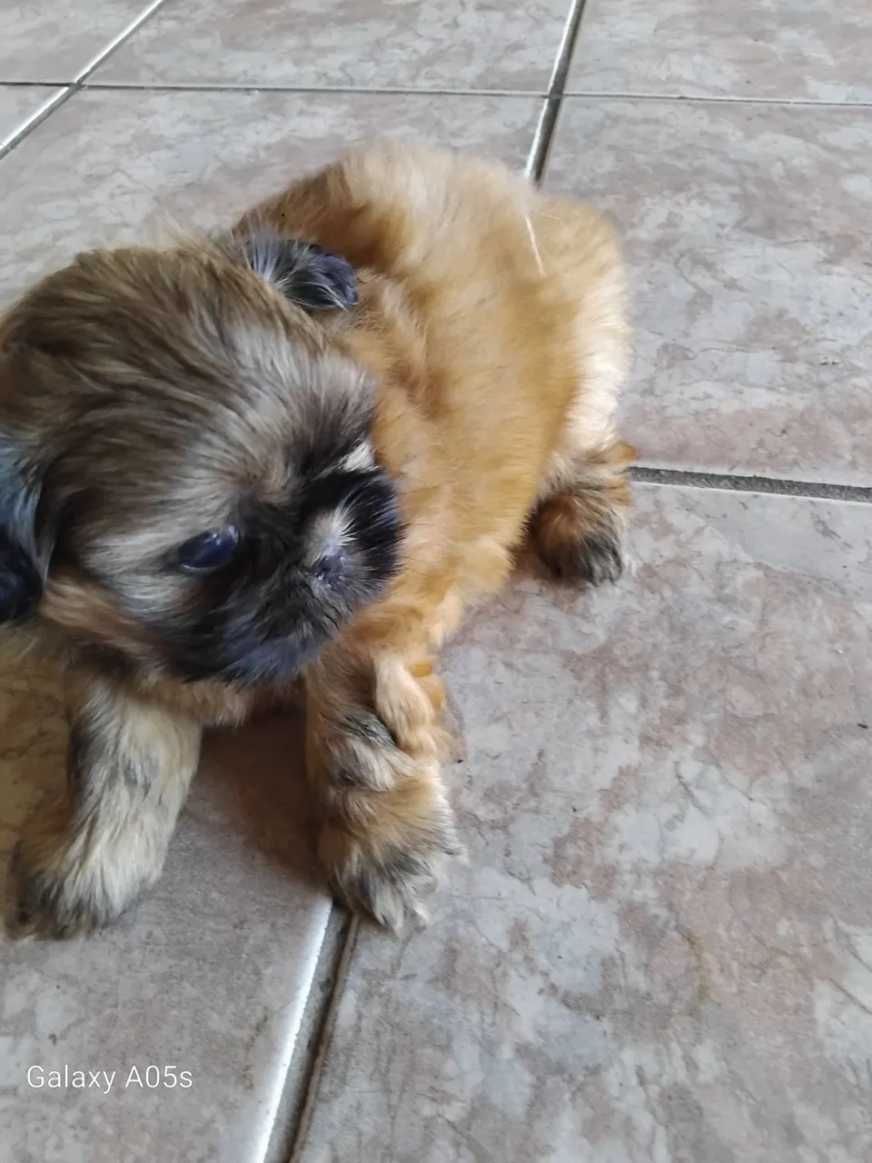 Filhote Shih Tzu fofo e carinhoso
