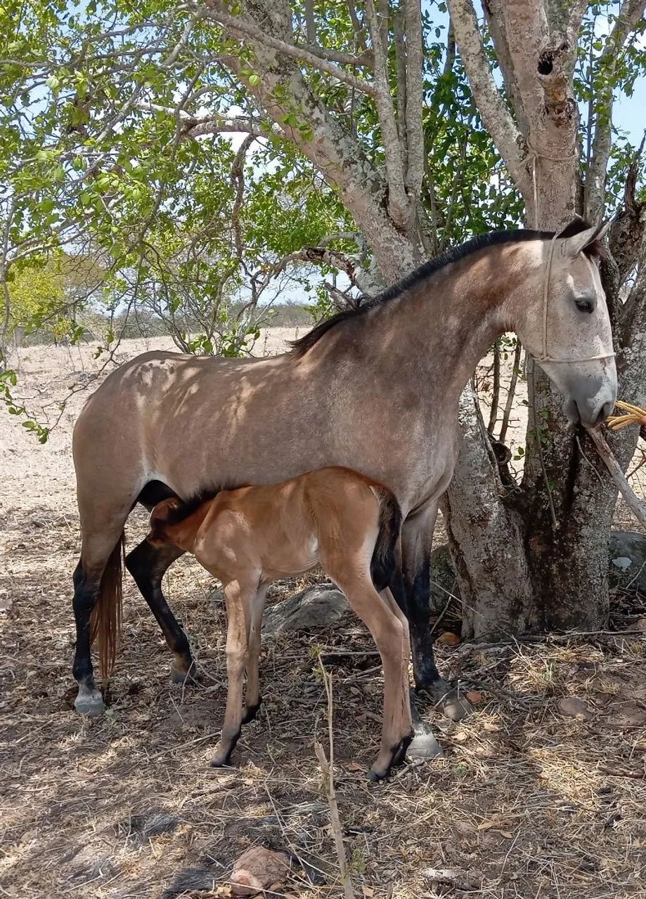 Égua a venda  - Foto 3