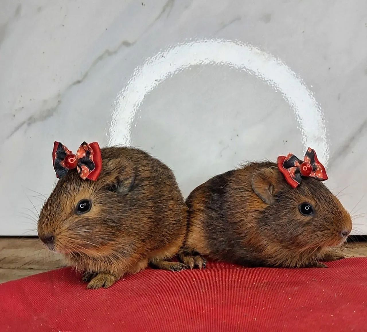 Porquinho da india - Foto 3