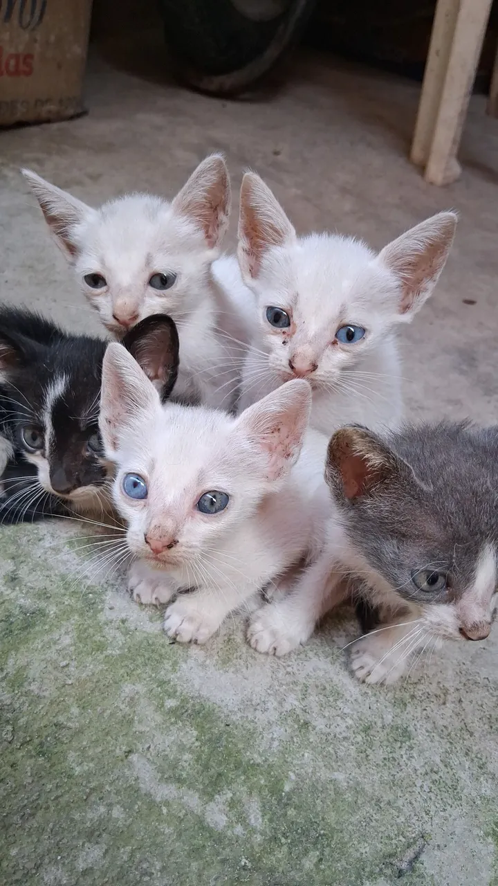 Gatinhos para doacao