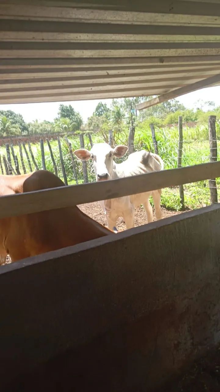 Boi pra Cria em engorda  - Foto 4
