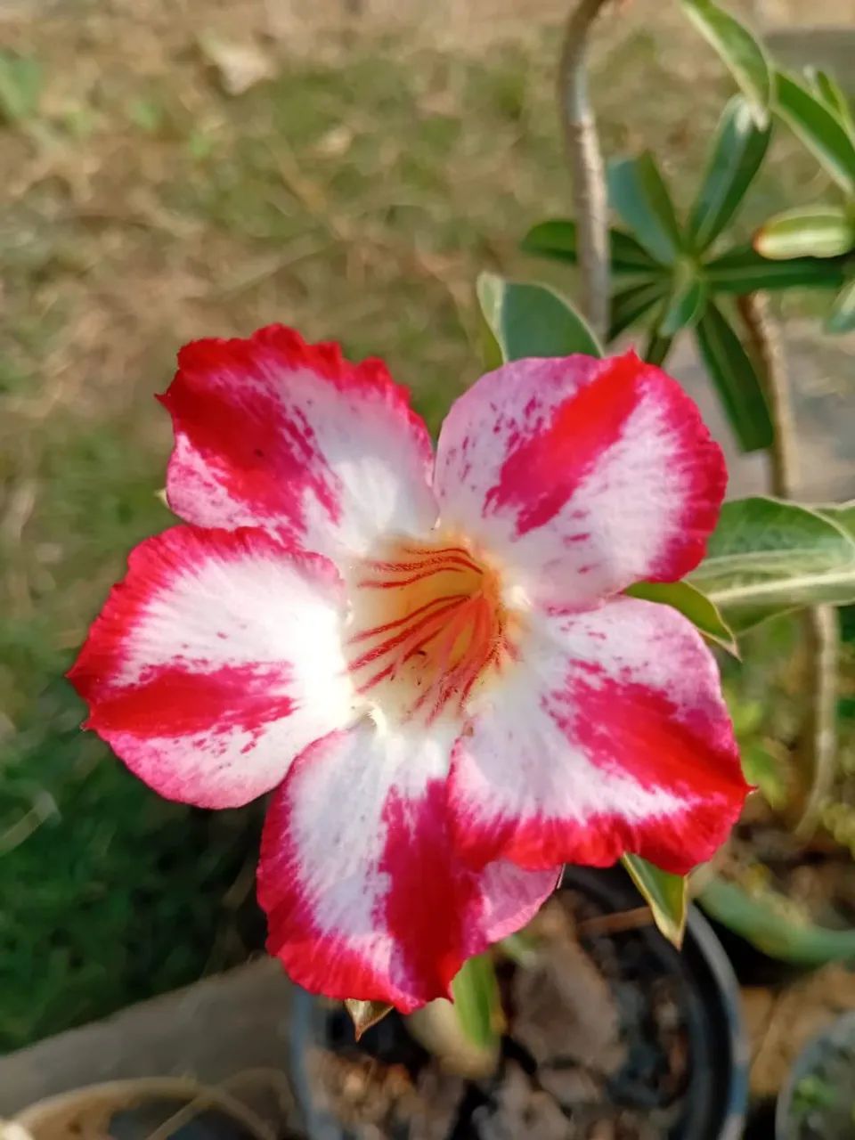 Rosas do deserto  - Foto 2