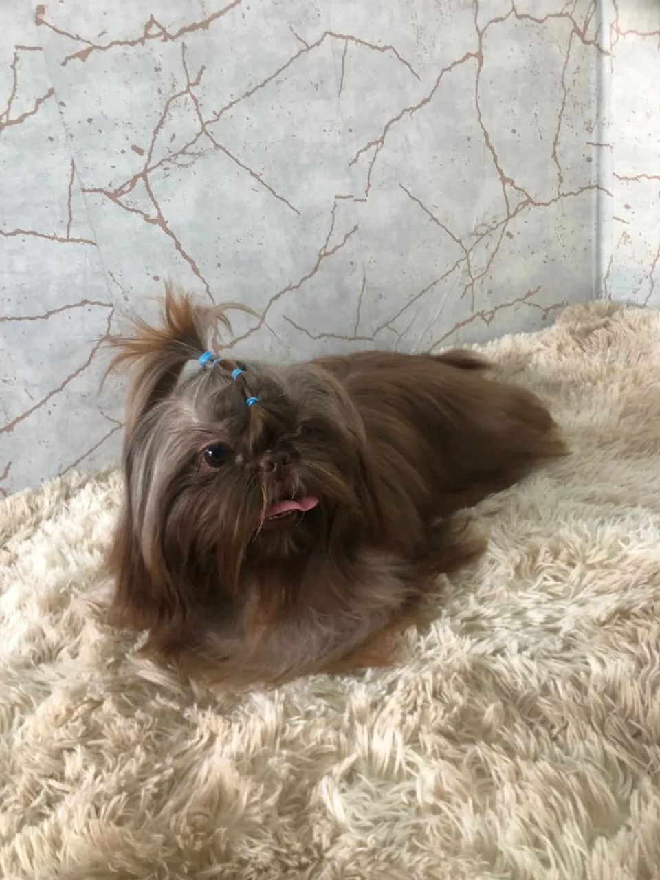 Filhotes de Shih Tzu puros e fofinhos - Foto 2