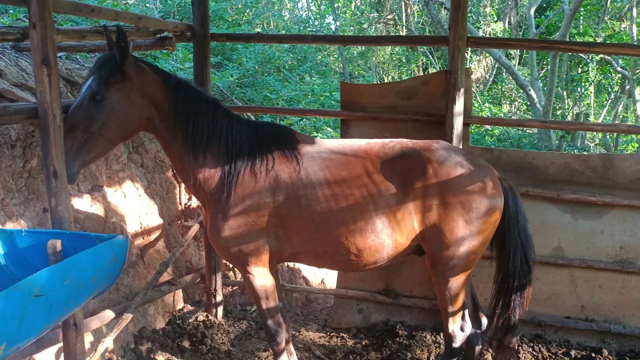 Cavalo Marcha Batida  - Foto 3