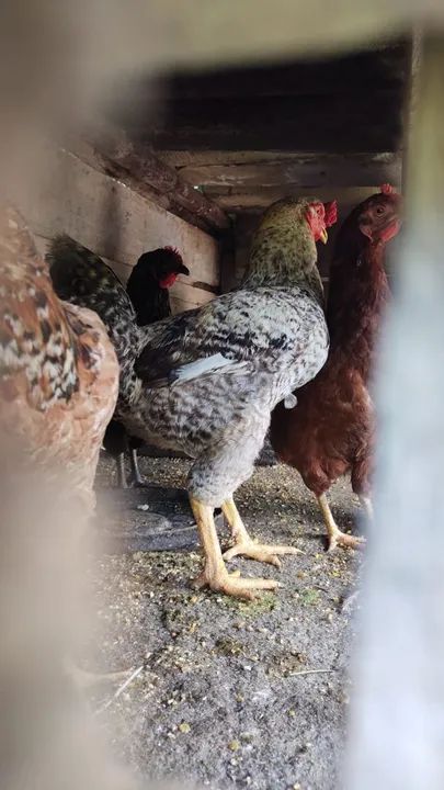 Galo Carijó e Galinhas