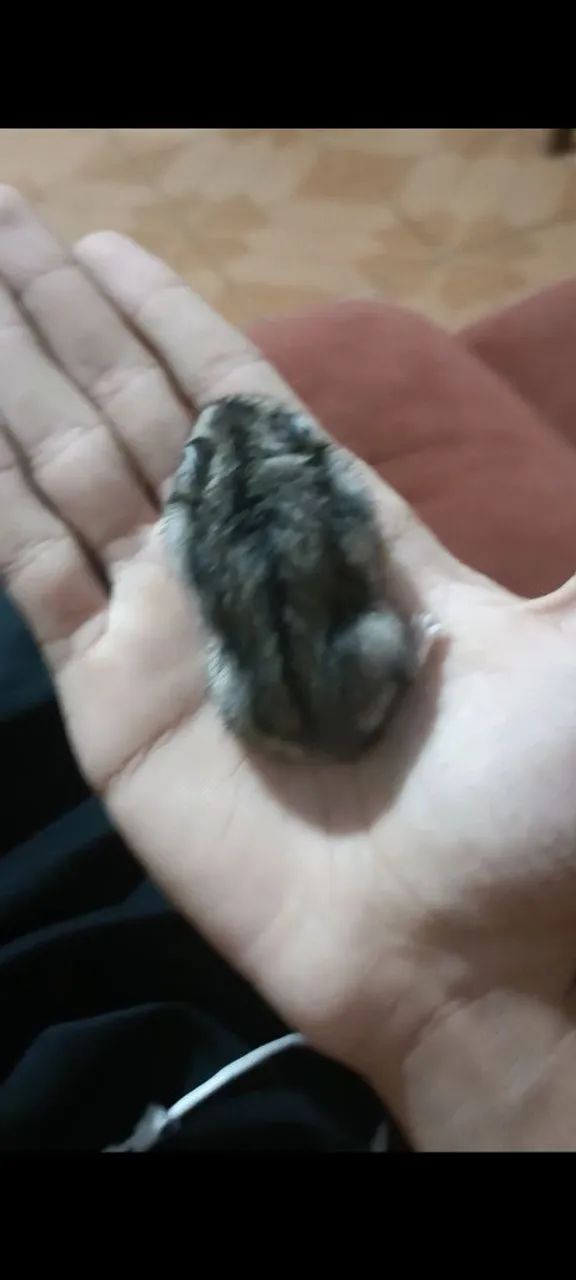 Hamster chinês - Foto 3