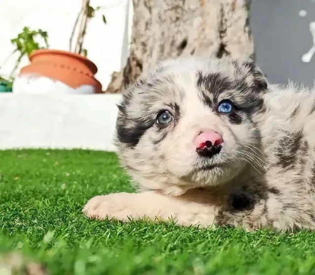 Border Collie: O Cão que Vai Transformar sua Vida! - Foto 2