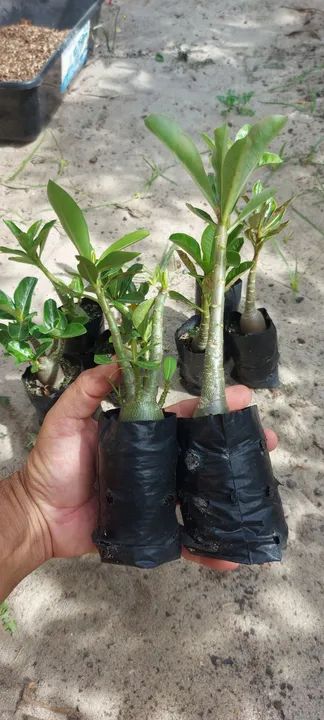 Mudas rosas do deserto  - Foto 2