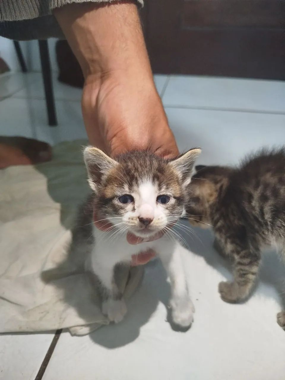 Gatinhos para adoção - Foto 5