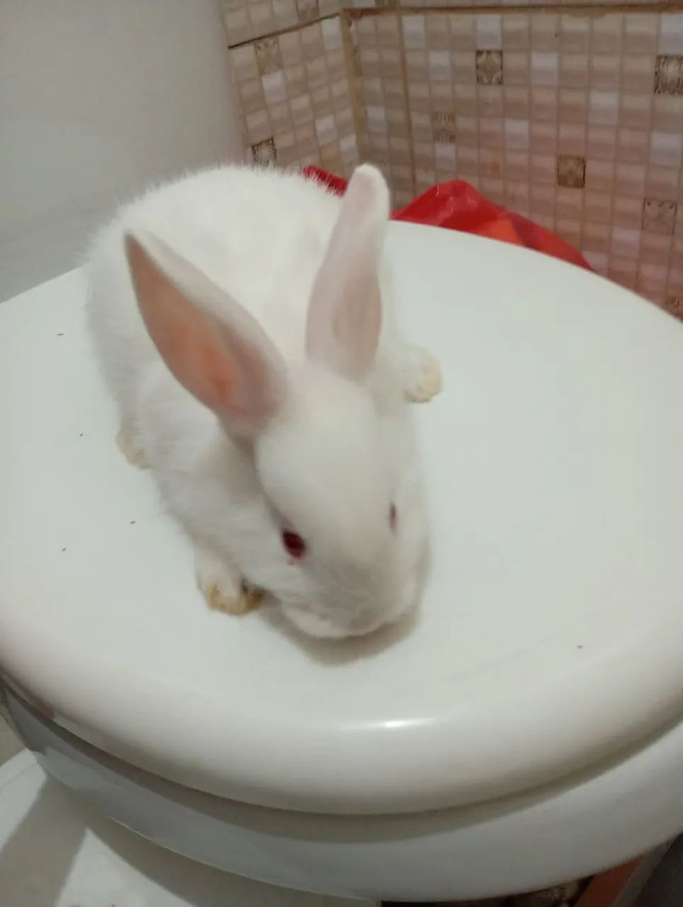 Coelhinho branco fofinho 