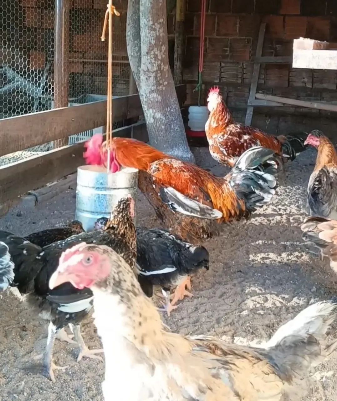 GSB Galinha Sertaneja Balão - Foto 2