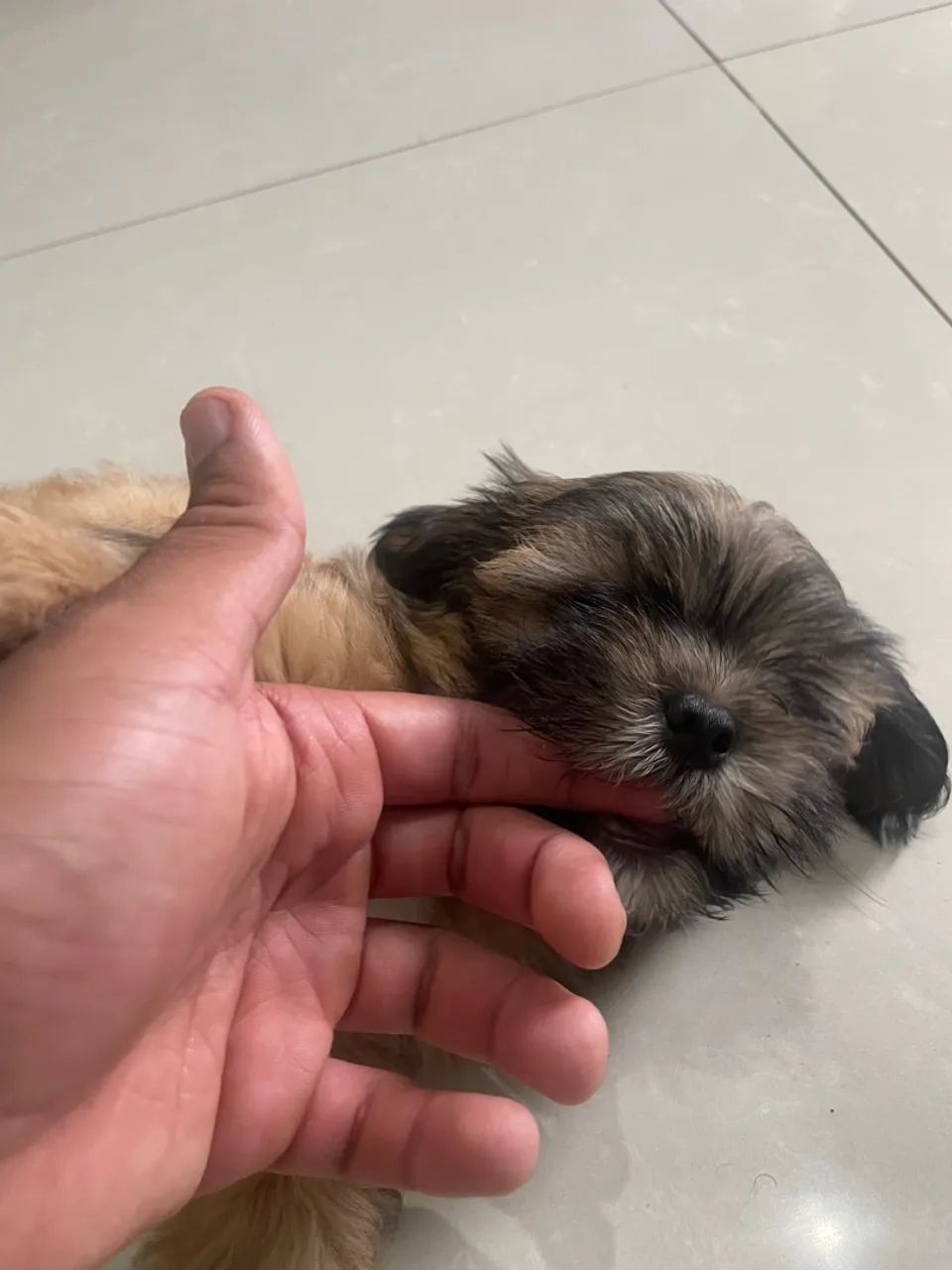 Filhote Shih Tzu lindíssimo macho  - Foto 4