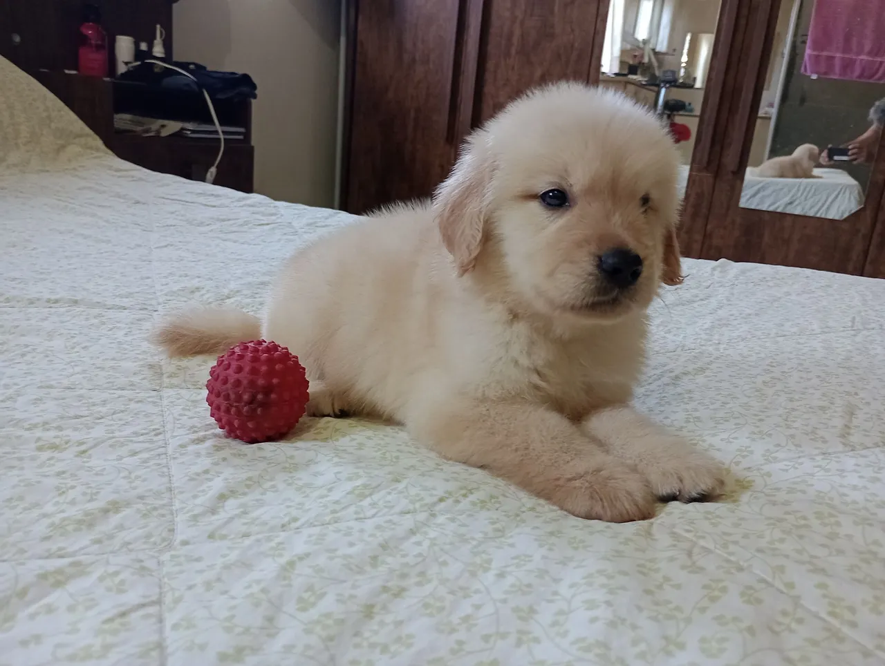 Golden Retriever: Alto Padrão Puros