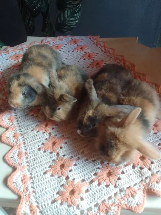 Vendas de coelho watts * - Foto 2