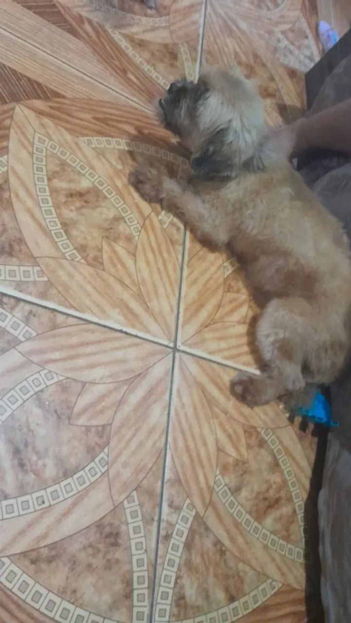 Shih Tzu fêmea pra vender logo - Foto 5