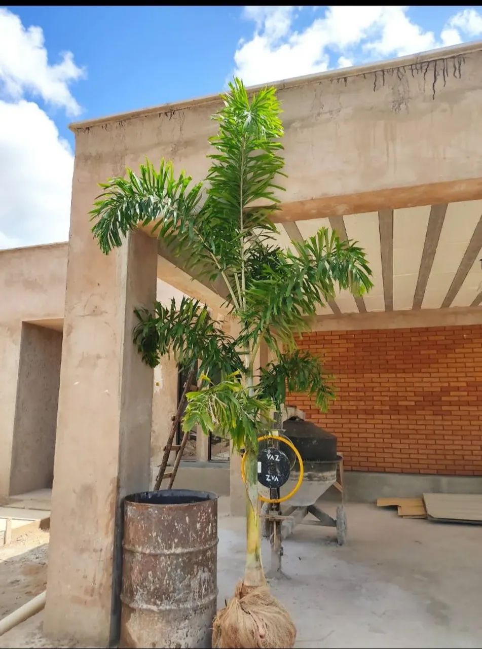 PALMEIRAS RABO DE RAPOSA EM OFERTA  - Foto 3