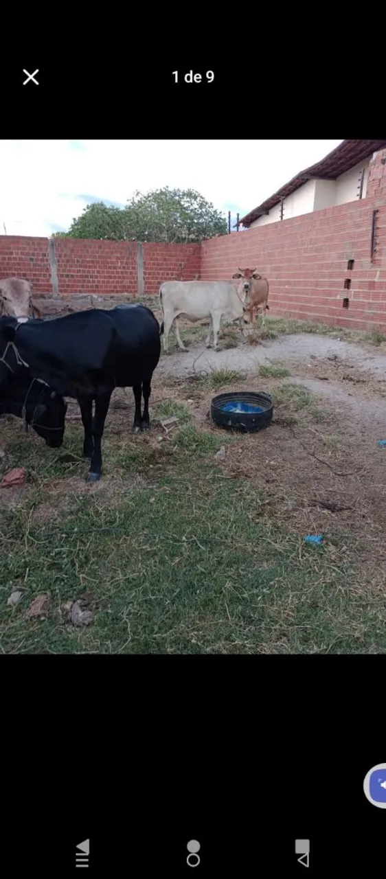 4 novilhas bonitas e gordas avenda