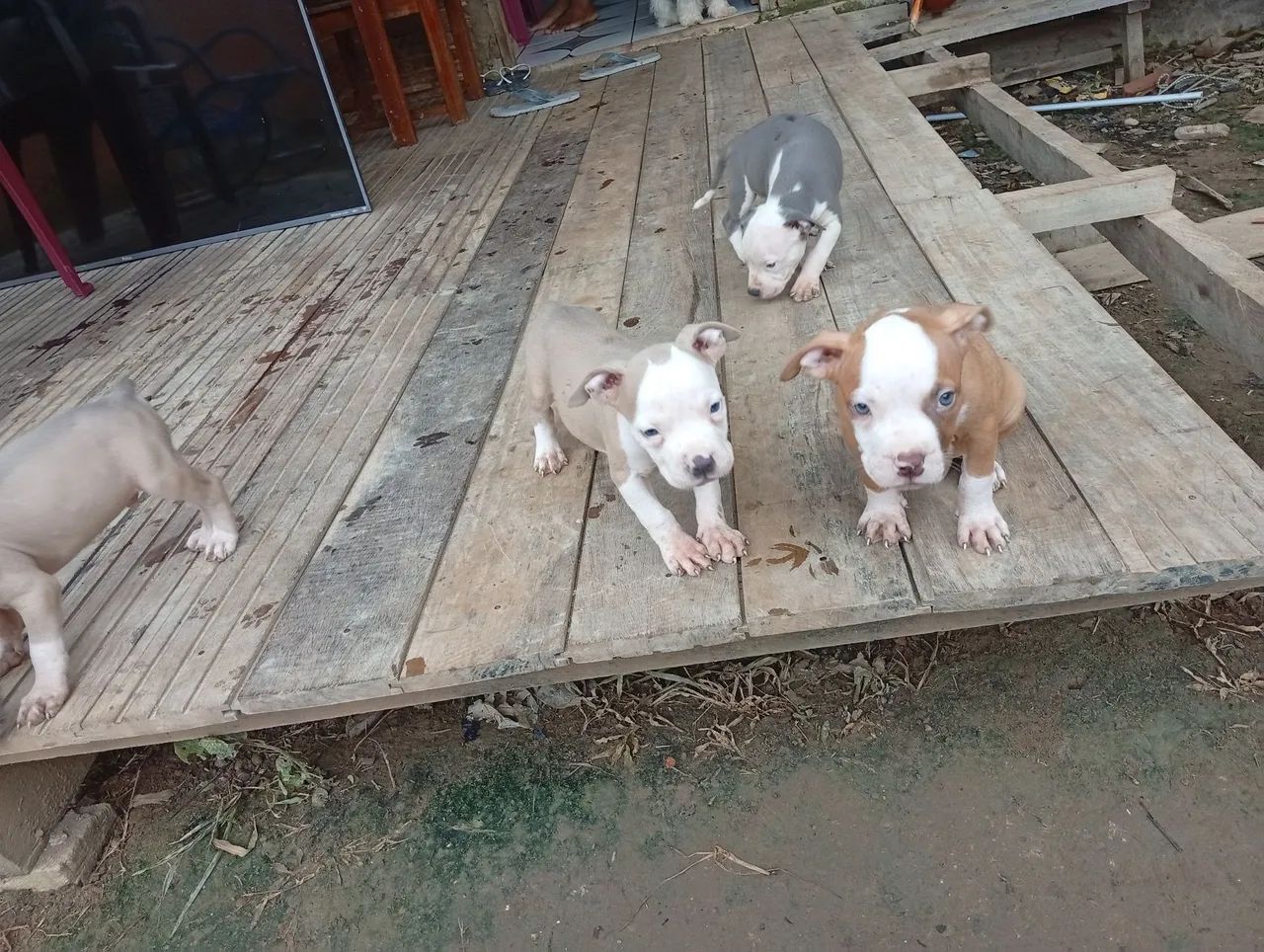 Vendo três filhotes de Pitbull todos são macho  foto do pai e mãeano no privado  - Foto 2