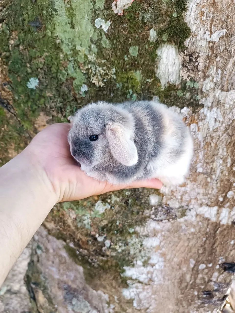 Coelhos de companhia - MENOR DO MUNDO - Foto 5