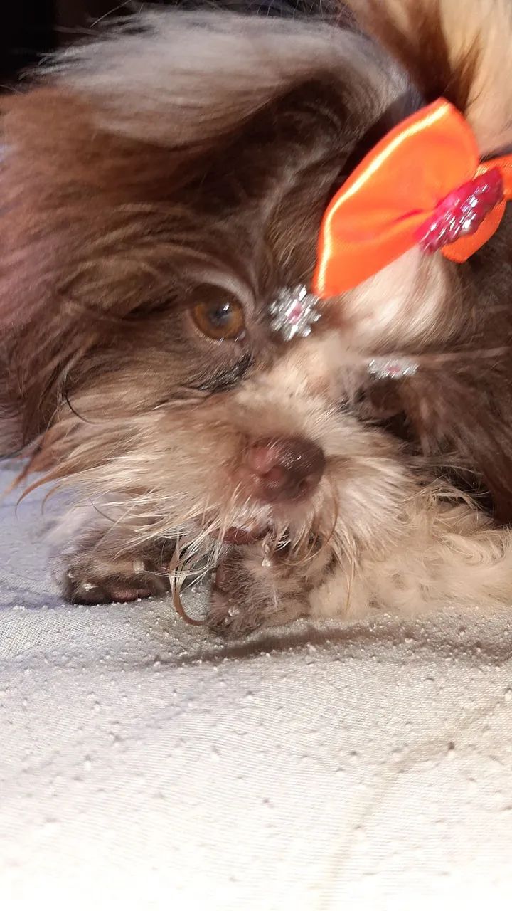 Shih-tzu  - Foto 3