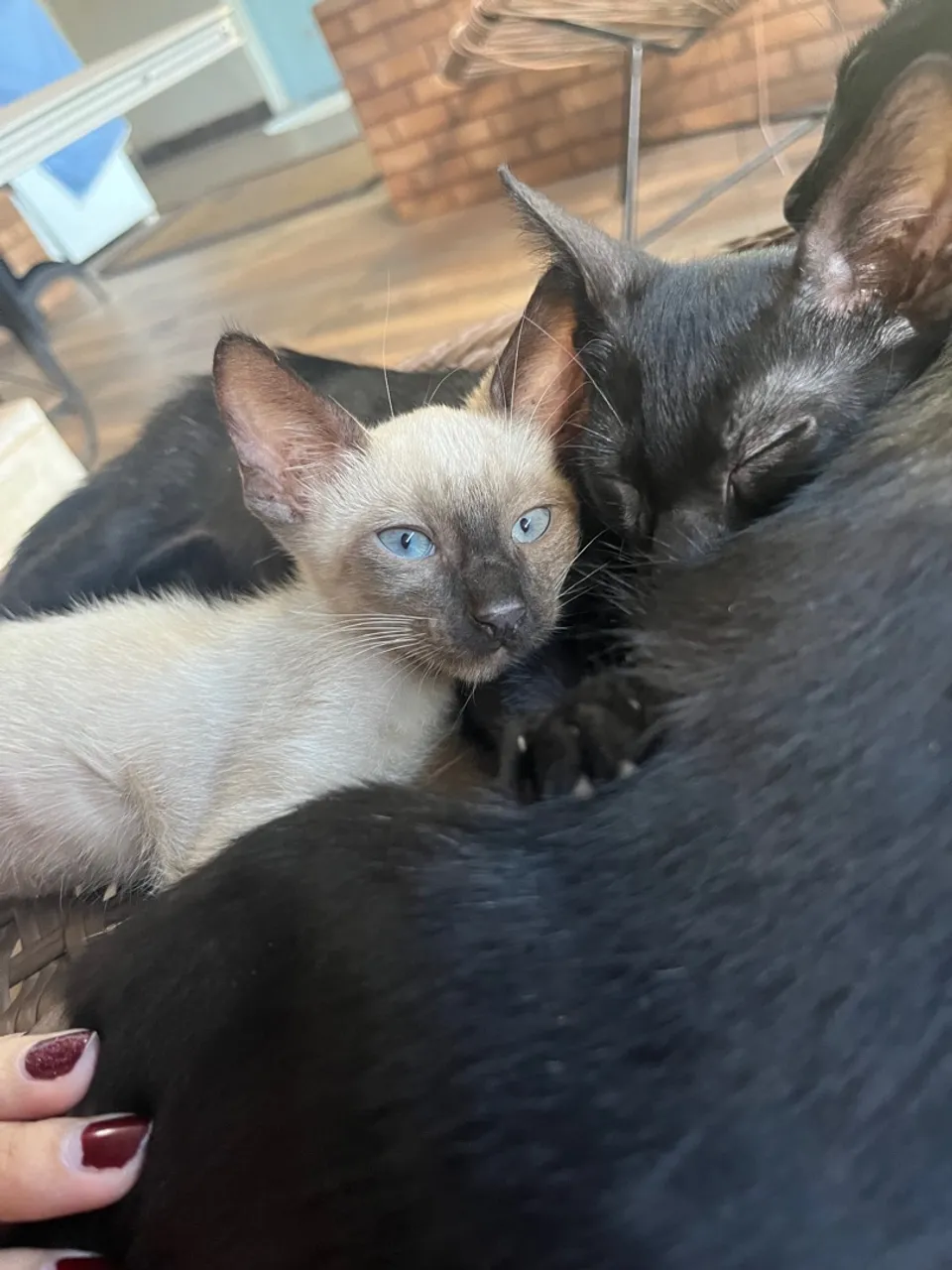 Gatinhos filhotes para adoção responsável