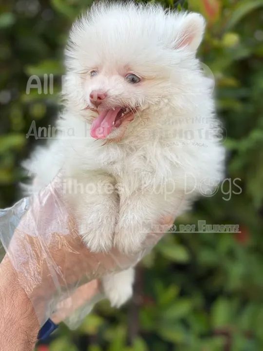 Spitz Alemão, filhotes lindos com garantias! - Foto 2
