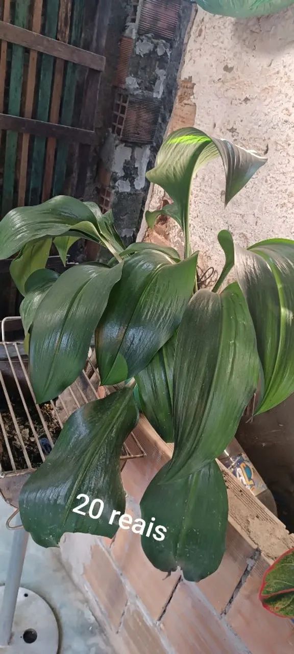 Planta 64315283738498123