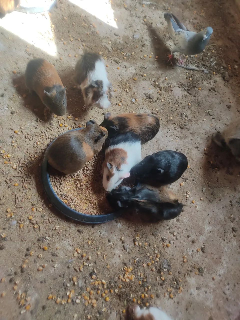 Porquinhos da índia 