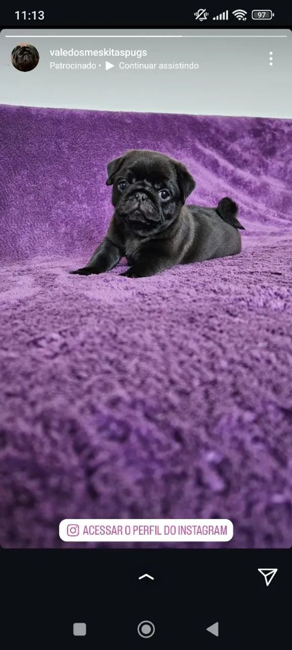 Filhote Pug Preto