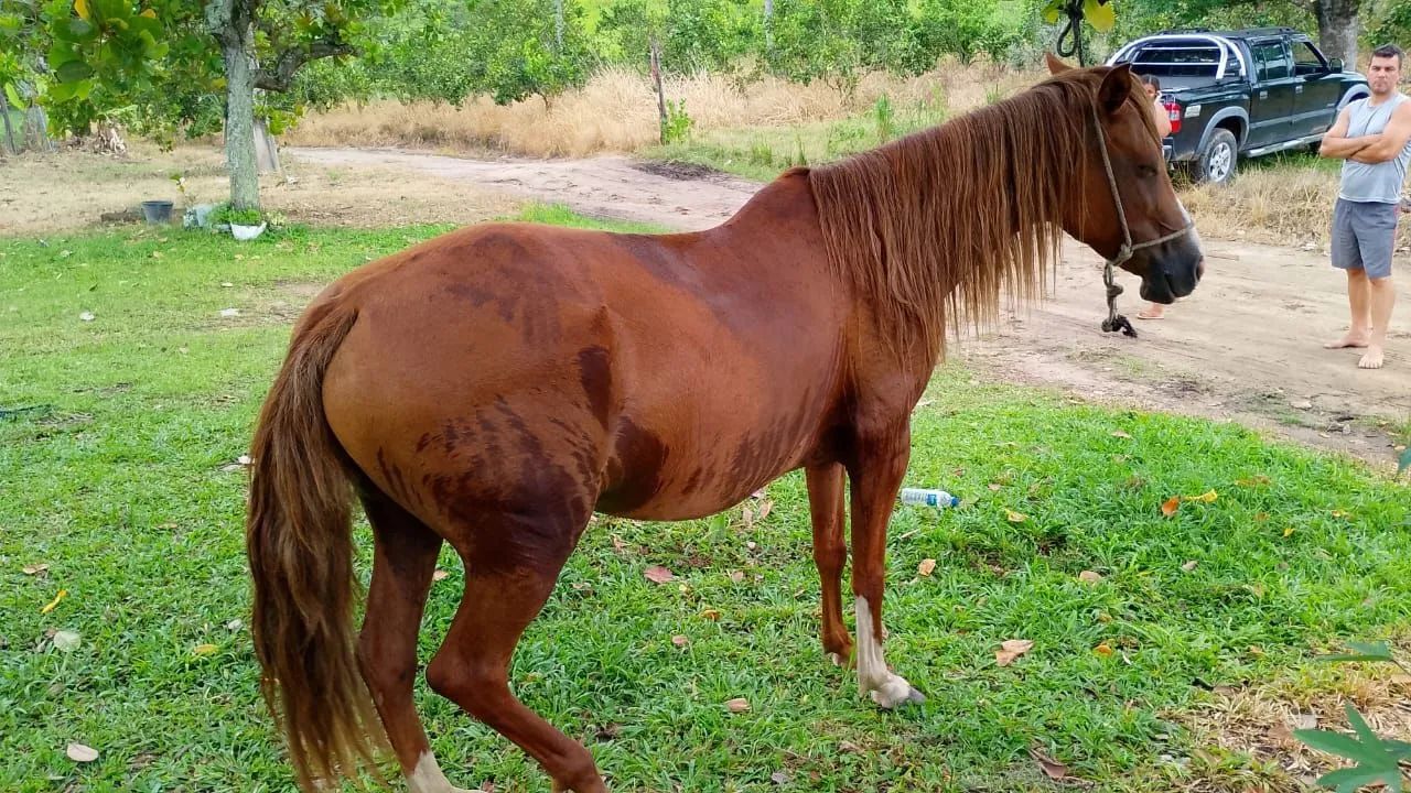 Linda égua castanha  - Foto 6