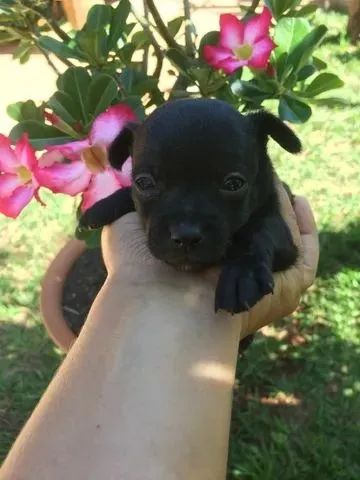 Pinscher x chihuahua Chama no WhatsApp 9 97IO-422O - Foto 4