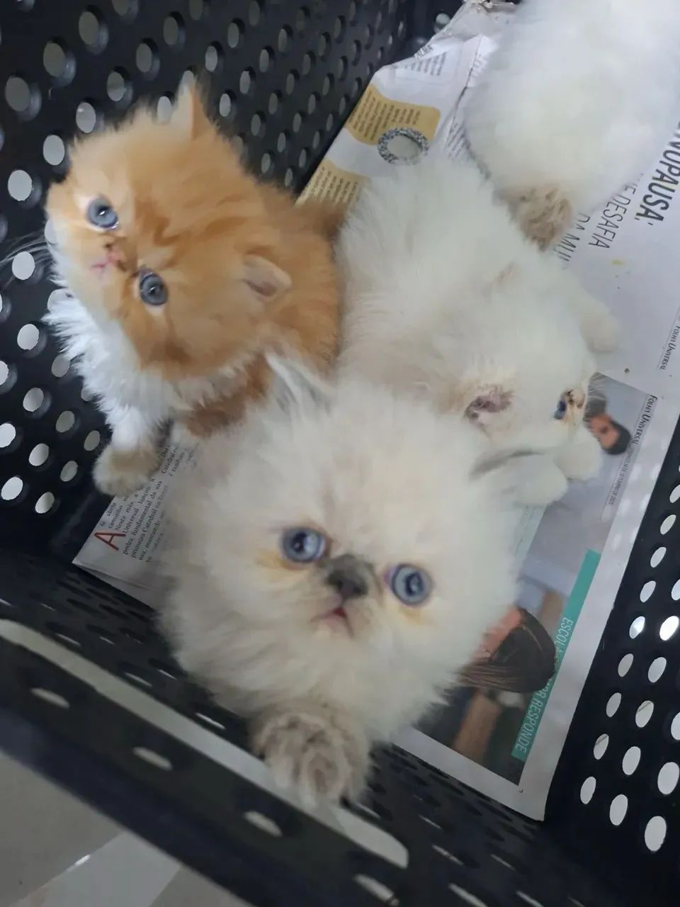 Persa Mega Presente de Natal  - Foto 2