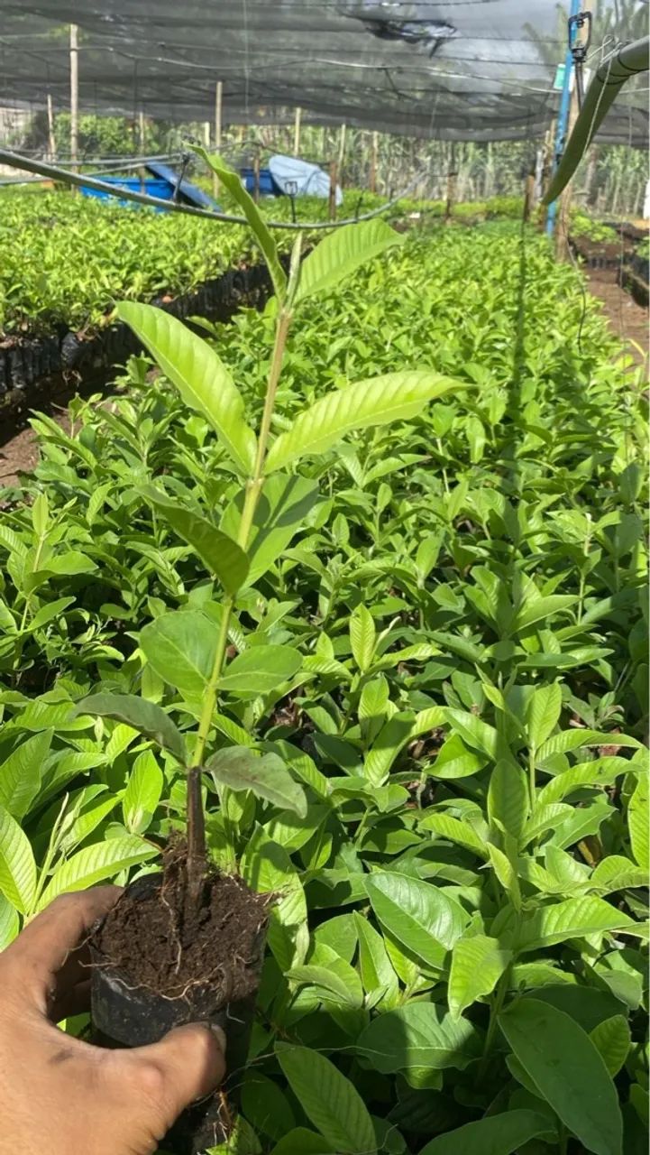 Mudas de Goiabeira - Pronta para o Plantio - Foto 2