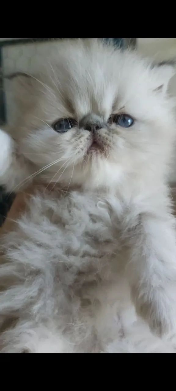 Lindos filhotes de Gato Persa 