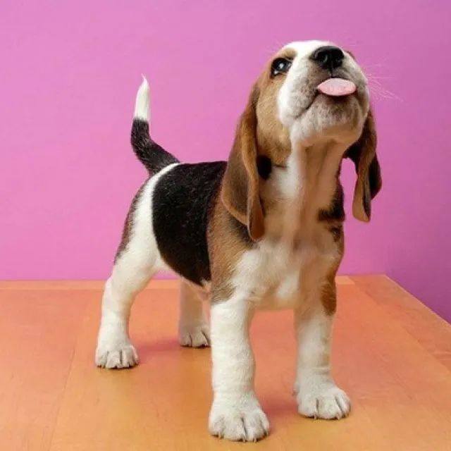 Porte de Apartamento Brincalhões e Lindos / Beagle Filhotes com Garantia de Saúde  - Foto 5