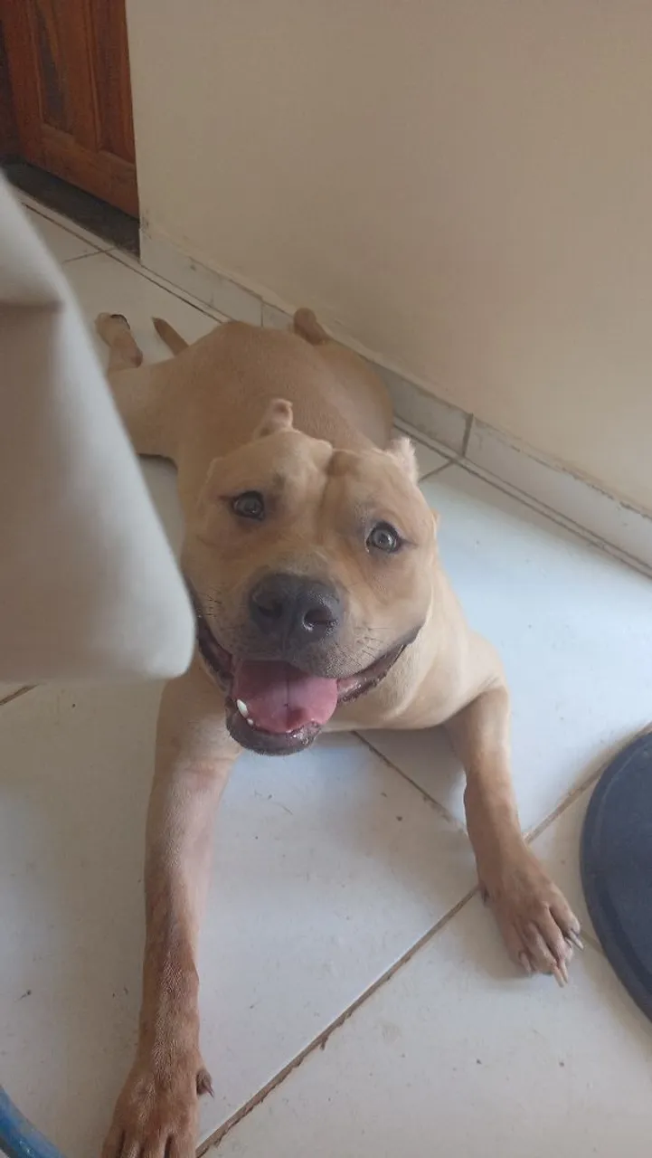 Pitmonster filhote com pedigree